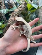 Wimpergekko, Dieren en Toebehoren