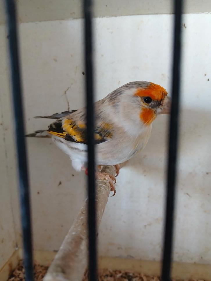 Distelvink mozaïek kanarie kruising, Animaux & Accessoires, Oiseaux | Oiseaux Autre, Oiseau chanteur sauvage, Mâle, Bagué