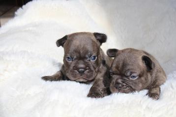 Franse Bulldog pups in huis opgevoed beschikbaar voor biedingen