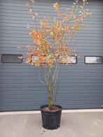 Krentenboompje - Amelanchier, Ophalen, 100 tot 250 cm, Volle zon, Lente
