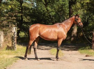C pony beschikbaar voor biedingen