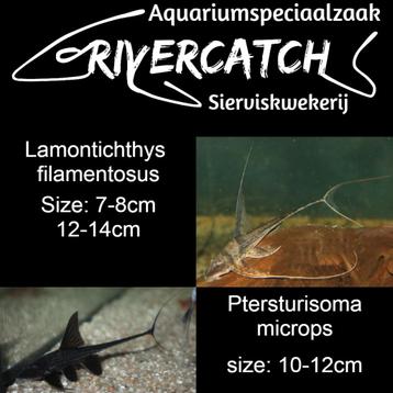 aquarium vissen beschikbaar voor biedingen