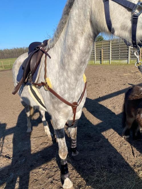 Borstriem/martingaal bruin, Dieren en Toebehoren, Paarden en Pony's | Hoofdstellen en Tuigage, Zo goed als nieuw, Ophalen of Verzenden