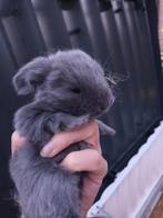 Nestje Franse hangoren, Dieren en Toebehoren, Konijnen, Meerdere dieren, Middelgroot, Hangoor, 0 tot 2 jaar