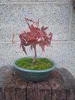 Pré bonsaï ÉRABLES DU JAPON 15 €, Tuin en Terras, Planten | Bomen, Ophalen