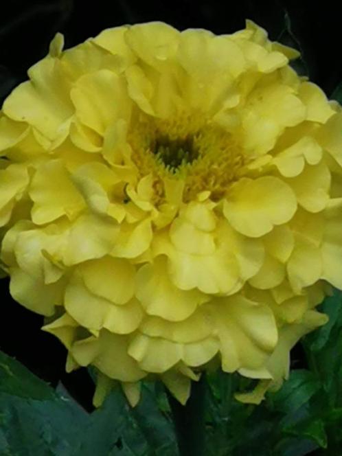 20 zaden Tagetes erecta Man on the moon, Tuin en Terras, Bloembollen en Zaden, Zaad, Voorjaar, Halfschaduw, Verzenden