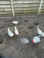 Broedeieren bonte leghorn, Dieren en Toebehoren, Pluimvee