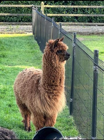 Te koop mooie jonge alpaca hengst Leuke alpaca, Mâle