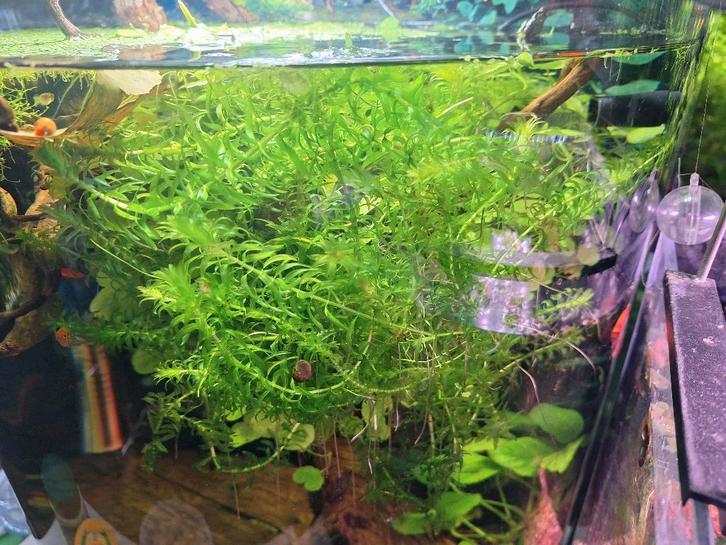 Waterpest - per bosje van  5 stengels, Dieren en Toebehoren, Vissen | Aquaria en Toebehoren, Ophalen of Verzenden