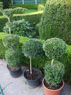 buxus bolletjes ,pyramiden en nog veel andere buxus, Tuin en Terras, Ophalen, Buxus, Struik, Minder dan 100 cm
