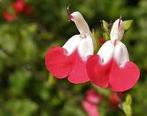 Salvia Hotlips, Tuin en Terras, Planten | Tuinplanten, Ophalen, Halfschaduw