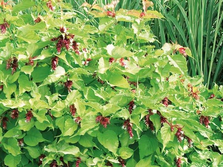 Fazantenbes, Tuin en Terras, Planten | Struiken en Hagen, Struik, Overige soorten, Minder dan 100 cm, Ophalen