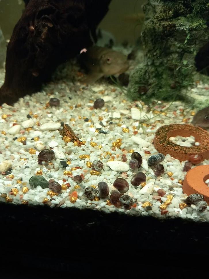 200 voor 8 euro: 0,04 euro per stuk + gratis
Slakken plannen, Dieren en Toebehoren, Vissen | Aquariumvissen