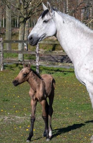 Lusitano merrie, luso-arab van Arsenio Cordeiro beschikbaar voor biedingen