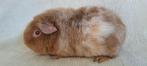 Fokgroepje schimmel cavia's, Dieren en Toebehoren, Knaagdieren, Maart, Meerdere dieren, Cavia