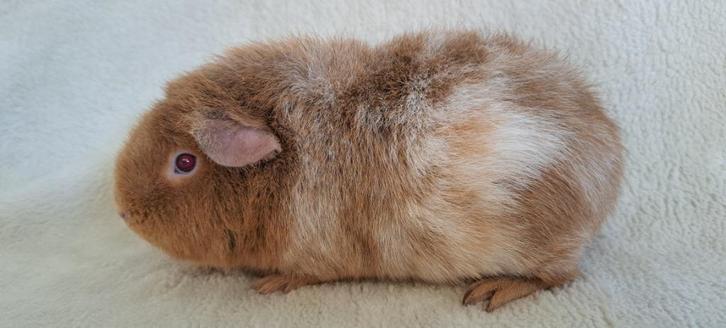 Fokgroepje schimmel cavia's, Dieren en Toebehoren, Knaagdieren, Meerdere dieren, Cavia, Maart