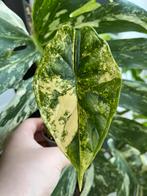 Alocasia Dragon Scale Variegata, Huis en Inrichting, Ophalen of Verzenden