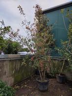 Meerstammige Euonymus Europaeus 250cm, Tuin en Terras, Planten | Struiken en Hagen, Ophalen