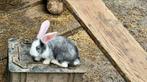Mooie Jonge konijnen