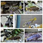 Labidochromis mbamba bay cichliden malawi hobbykweek, Dieren en Toebehoren, Vissen | Aquariumvissen, Vis, Zoetwatervis