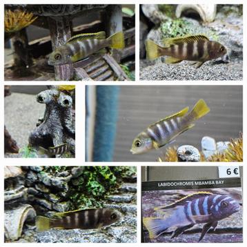 Labidochromis mbamba bay cichliden malawi hobbykweek  beschikbaar voor biedingen