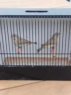Agaat groenvink poppen, Dieren en Toebehoren, Vogels | Overige Vogels, Vrouwelijk, Wildzangvogel, Geringd