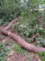 Stookhout kachelhout., Tuin en Terras, Ophalen, Overige houtsoorten, Stammen