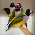 Gouldamadine's / goulds (100% natuurbroed), Dieren en Toebehoren, Vogels | Overige Vogels, Meerdere dieren, Tropenvogel, Geringd