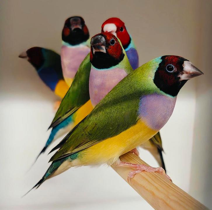 Gouldamadine's / goulds (100% natuurbroed), Dieren en Toebehoren, Vogels | Overige Vogels, Tropenvogel, Meerdere dieren, Geringd