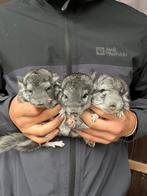 Chinchilla, Dieren en Toebehoren, Vermiste en Gevonden Dieren, Konijn of Knaagdier