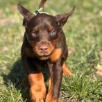 Zwarte en bruine dobermann puppy's, Dieren en Toebehoren, Honden | Bulldogs, Pinschers en Molossers, België, Fokker | Hobbymatig