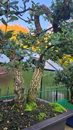 Bonsai Kurkeik, Tuin en Terras, Ophalen