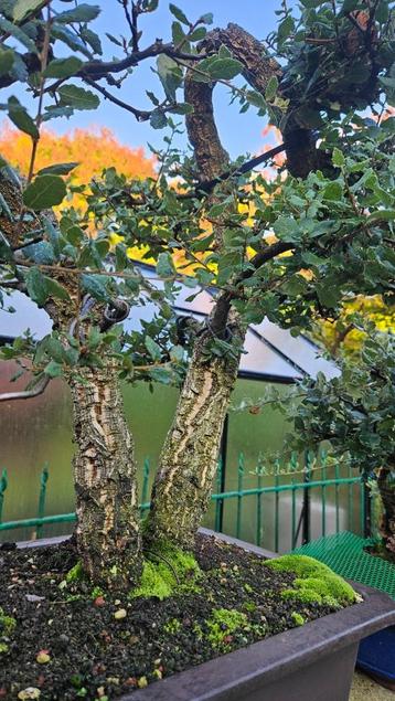 Bonsai Kurkeik beschikbaar voor biedingen