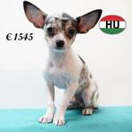 schattige mannelijke Chihuahua-puppy's met kort haar te koop, Dieren en Toebehoren, 15 weken tot 1 jaar, Buitenland, CDV (hondenziekte)