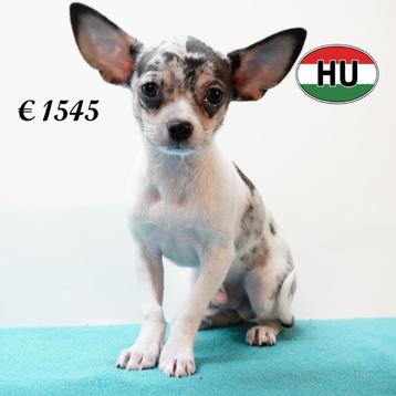 schattige mannelijke Chihuahua-puppy's met kort haar te koop beschikbaar voor biedingen
