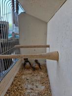 Vogels, Dieren en Toebehoren