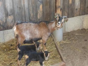 Te koop geit met 2 jonge dwerggeitjes ( geitje en bokje ), Plusieurs animaux, Chèvre, 0 à 2 ans