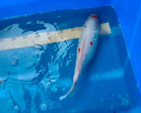 Koi Doitsu Sanke 37 cm à vendre, Animaux & Accessoires, Poissons | Poissons d'étang, Carpe ou Koï