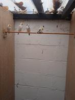 Putter/Distelvink, Dieren en Toebehoren