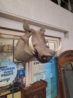 Trophée de phacochère naturalisé, Enlèvement