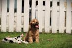 Cockapoo pups, Belgische hondjes