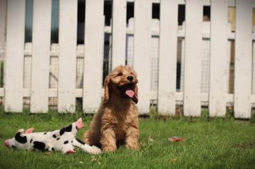Cockapoo pups, Belgische hondjes beschikbaar voor biedingen