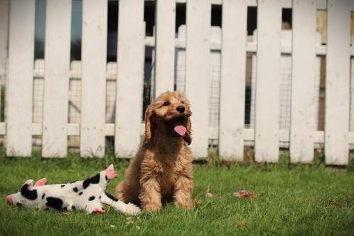 Cockapoo pups, Belgische hondjes, Dieren en Toebehoren, Honden | Retrievers, Spaniëls en Waterhonden, Meerdere dieren, Overige rassen
