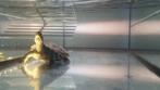 Waterschildpad 13cm met Aquarium en toebehoren, 3 tot 6 jaar, Amfibie