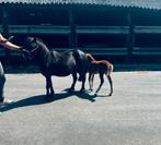 Shetlander + veulen, Dieren en Toebehoren, Paarden