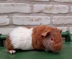 US Teddy cavia beertje lilac-goud-wit, Mannelijk, Cavia, Tam