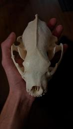 Veelvraat schedel, Verzamelen, Dierenverzamelingen, Ophalen of Verzenden, Schedel