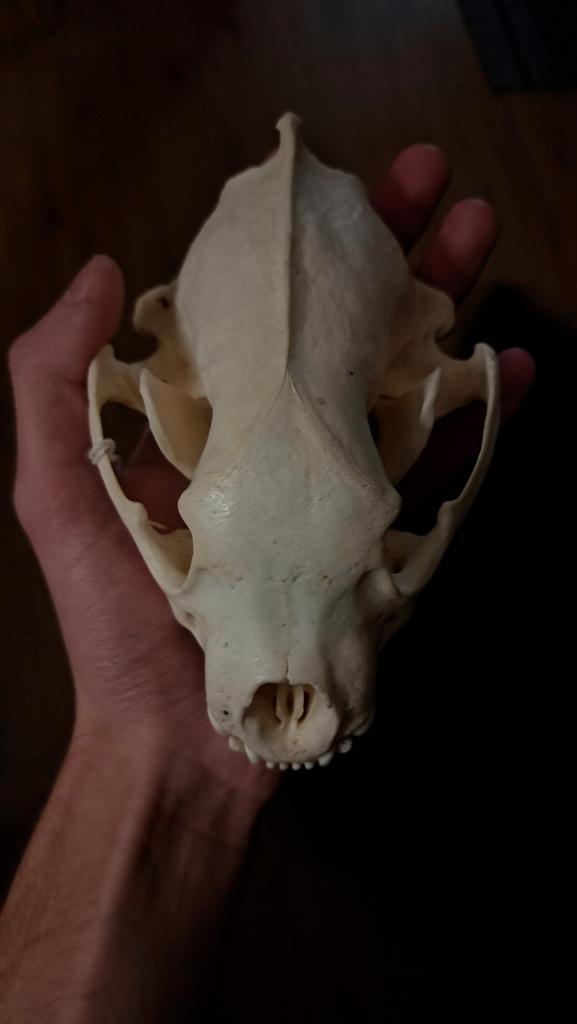 Veelvraat schedel, Verzamelen, Dierenverzamelingen, Schedel, Ophalen of Verzenden