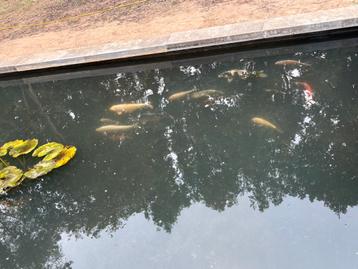 Koi’s en steurs ( japanse, diamant en een gewone zwarte) beschikbaar voor biedingen