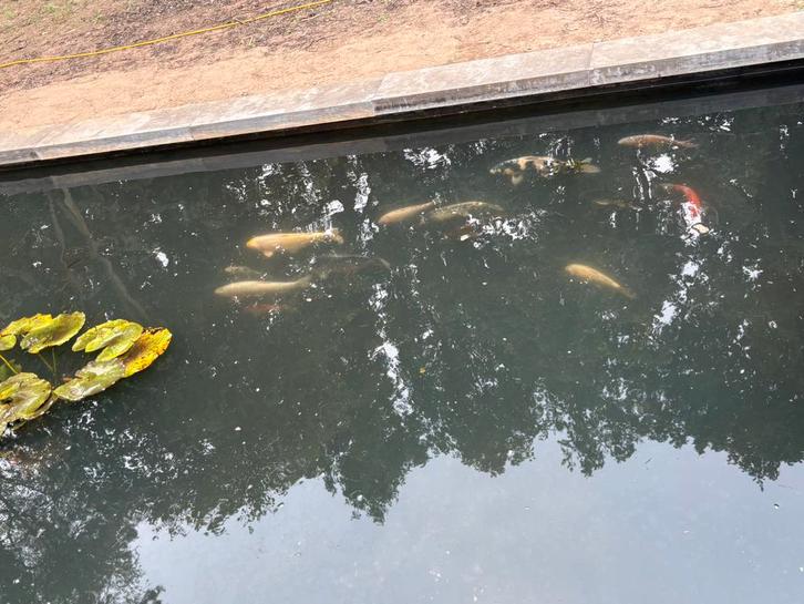 Koi’s en steurs ( japanse, diamant en een gewone zwarte), Dieren en Toebehoren, Vissen | Vijvervissen, Karper of Koi